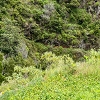 Plants: image 95 Of 208 Thumb